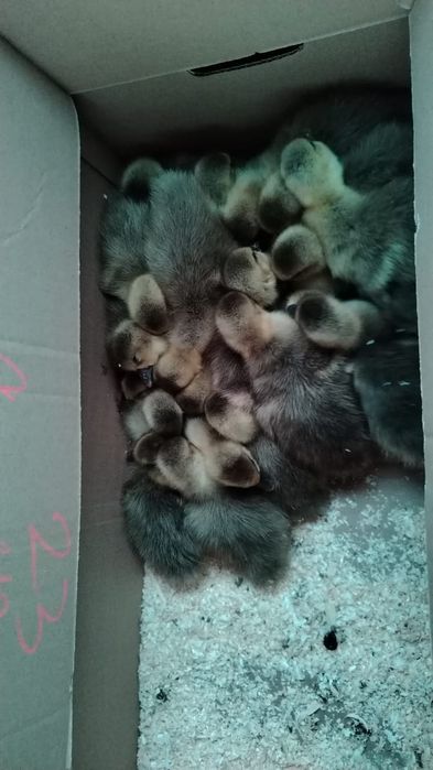 Продам гусят недельные