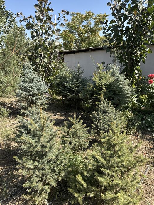 Голубые ели, көгілдір шыршалар