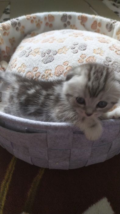 Лежанка для кошек или собачек