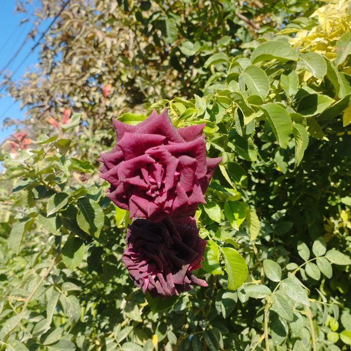 Атиргул 40 огайни кишгачон гулайдигани