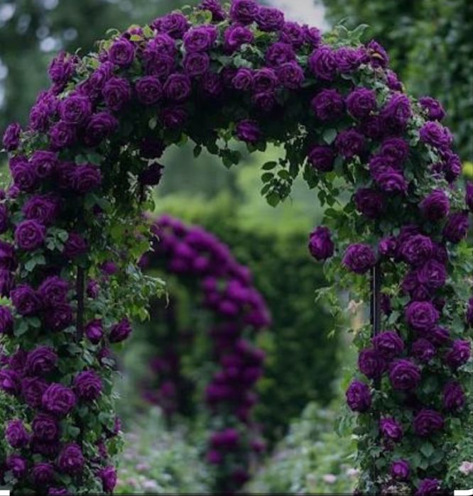 Вьющаяся английская роза