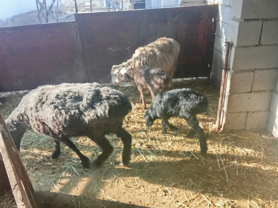 Козылы койлар козылар