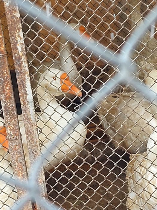 Гуси  индоутки жирные