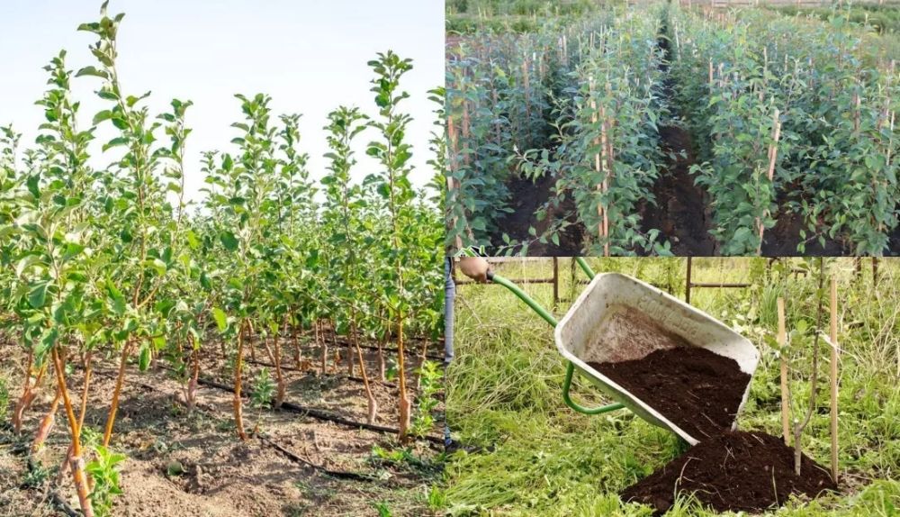 Саженцы плодовых деревьев! Разные сорта, которые устойчивый к болезням