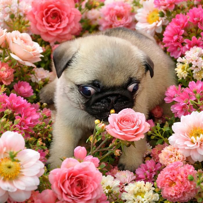 Мопсы!!!Только у нас!  продажа щенки мопса