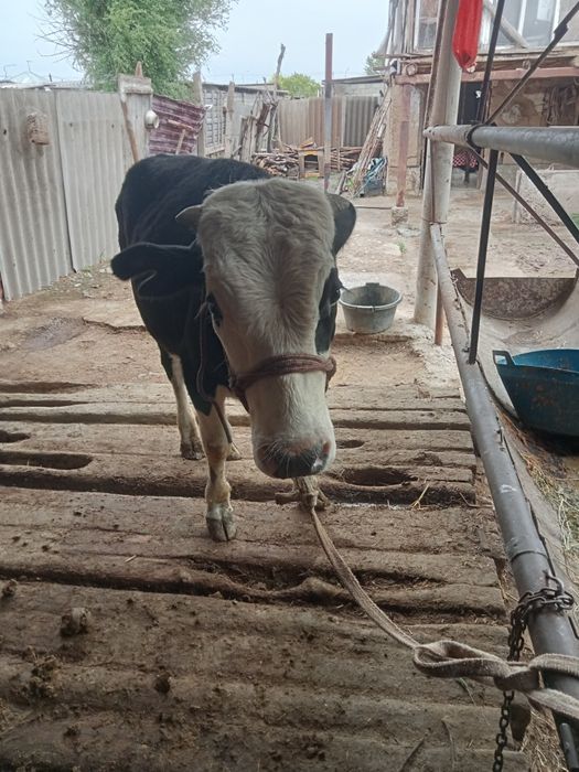 Бұқа жасынан асқан