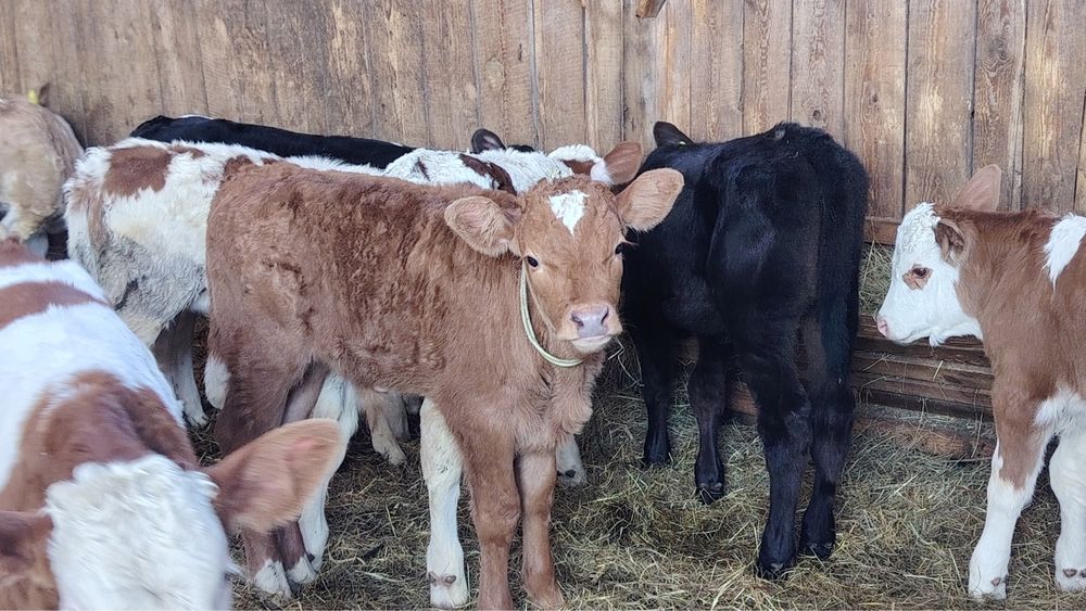 Vitei si vitele de vanzare!