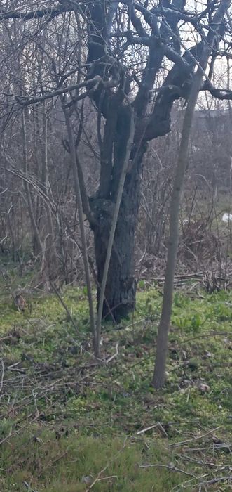 Дърва за огрев различни видове половин и ЦЯЛ Бус