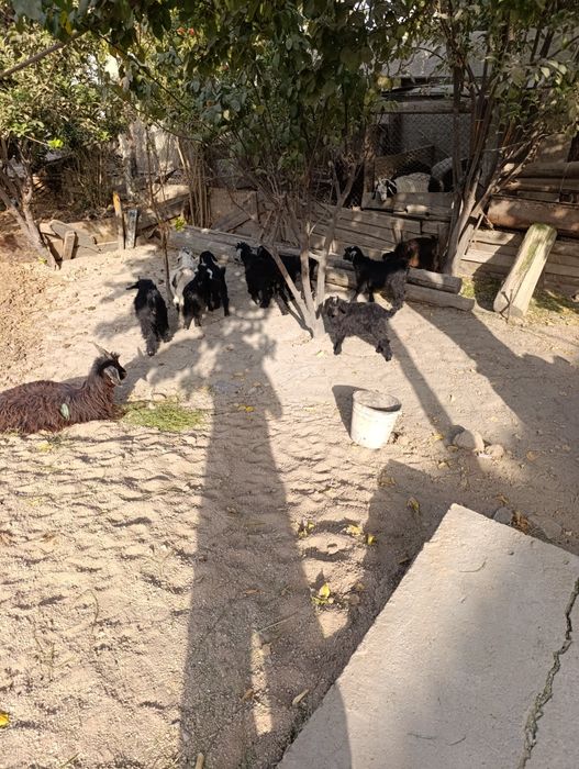 Uloqchalar 800 mingdan kami bor. Kelib ko'ring kelishamiz.