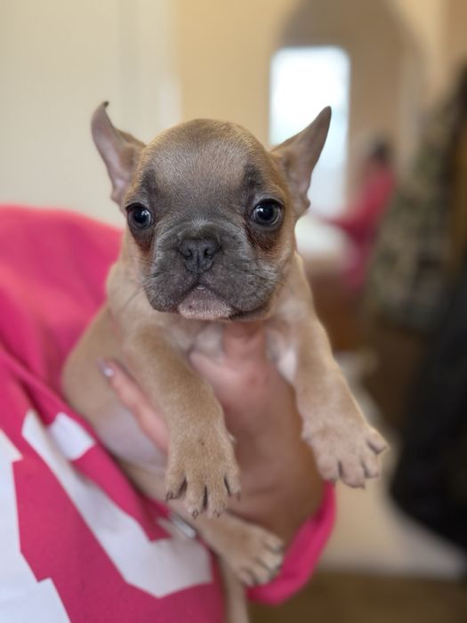 Френски булдог.