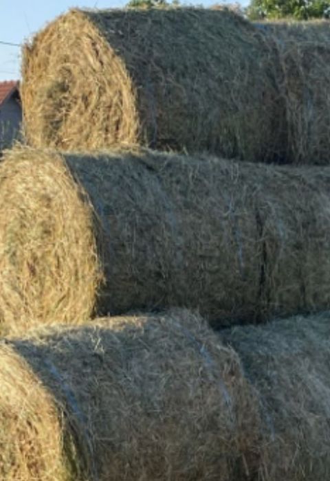 De vînzare Baloți de Lucernă