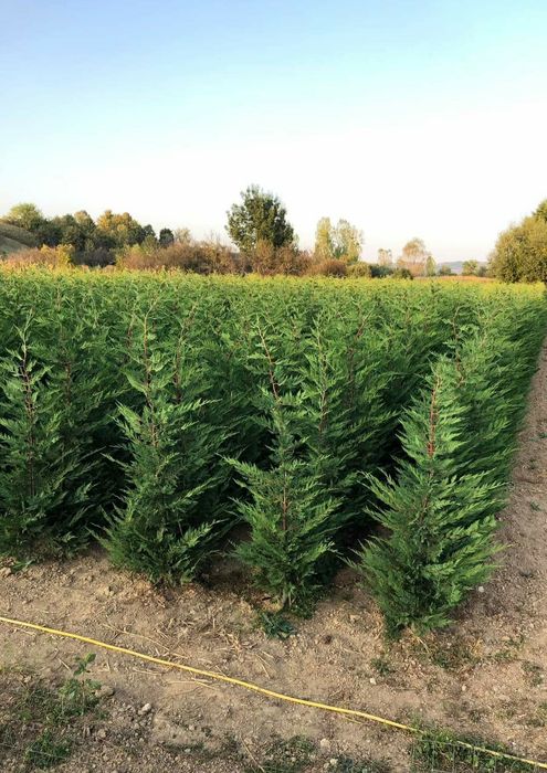 Cupressocyparis leylandii gard viu veșnic verde