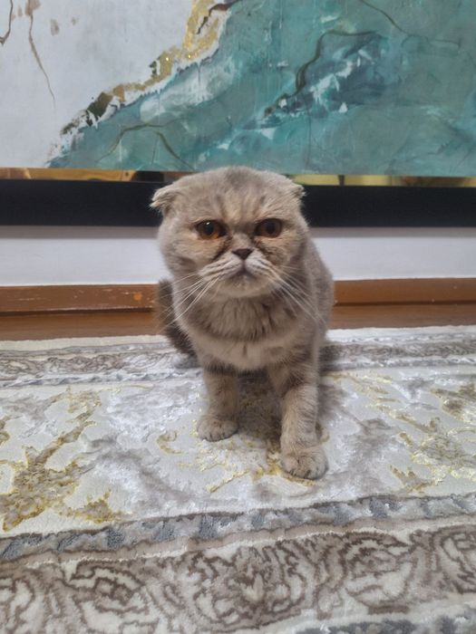Scottish Fold (qulog'i qayrilgan)