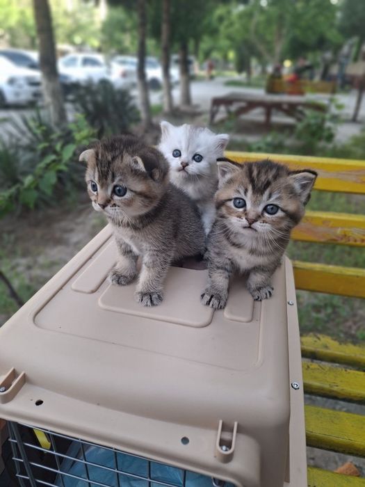 Котята шиншилы г.Навои
