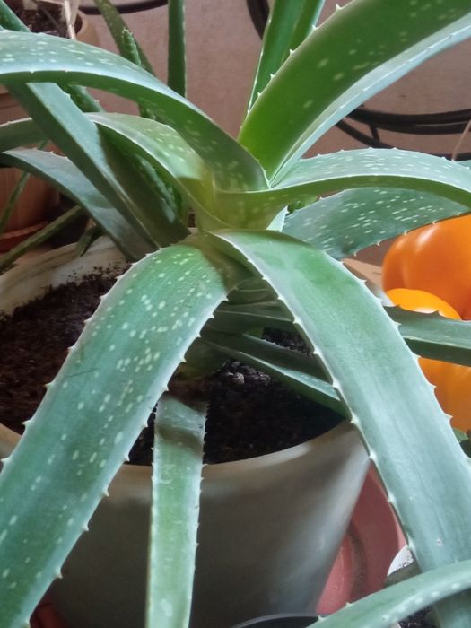 Продам комнатные цветы для лечения