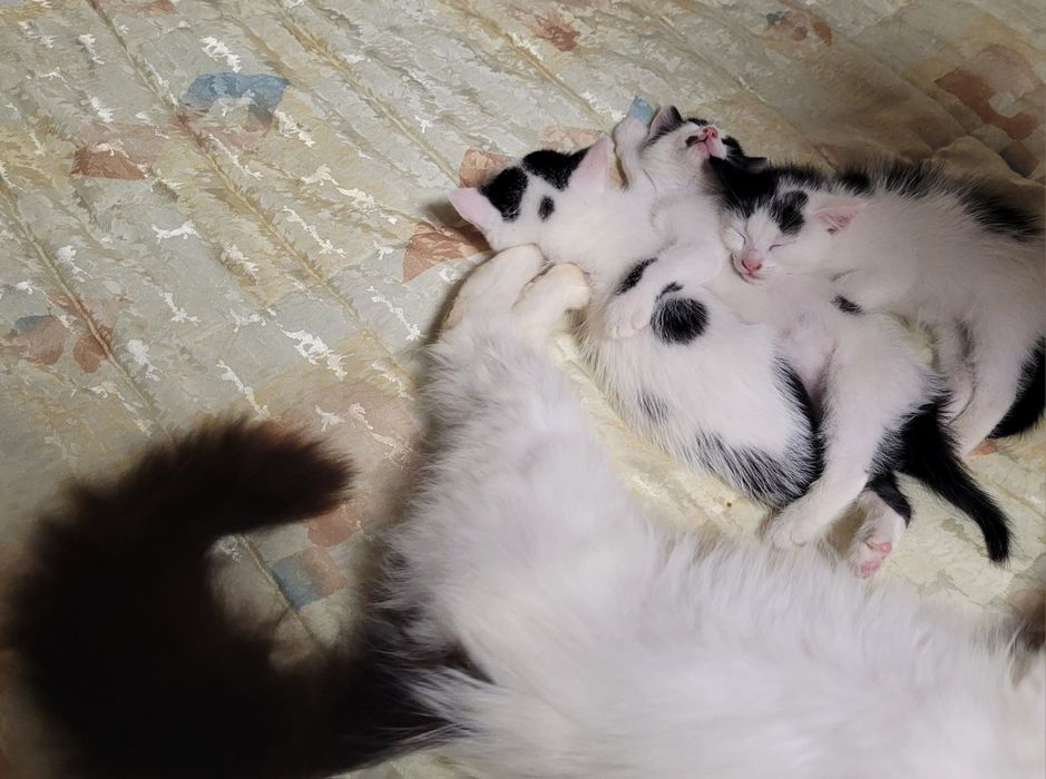 Подарявам котенца