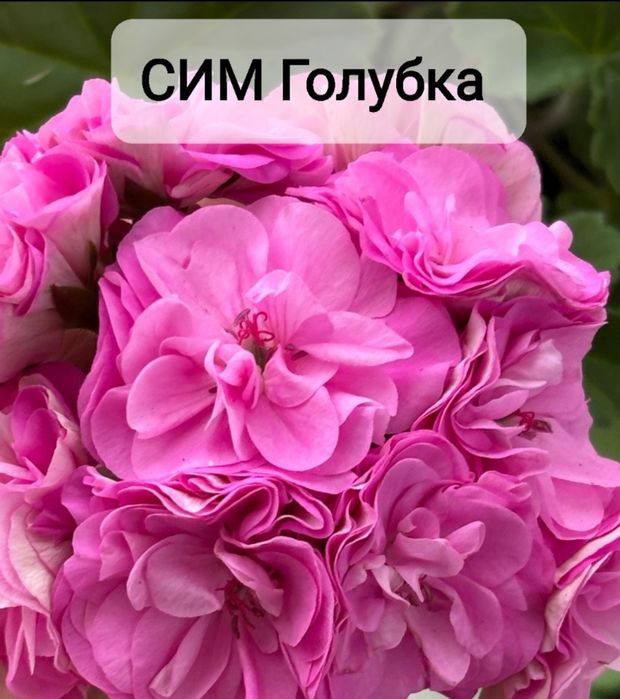 Укоренённые черенки сортовых пеларгоний