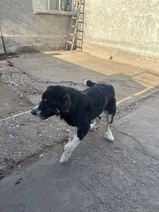 Собака Тигрдың күшігі Белаводтық Евразия чемпионы