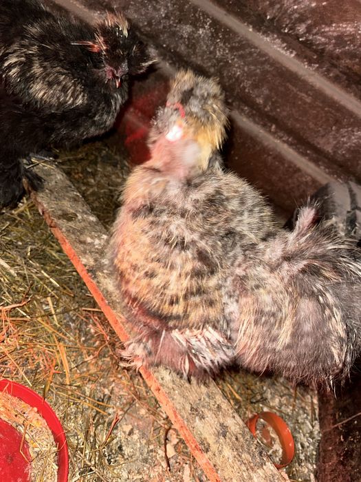 Cocosi matase japoneză