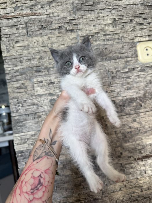 Продаются котята скотиш фолд и скотиш страйт
