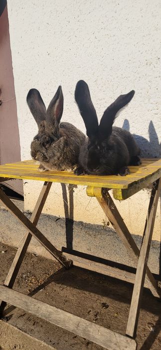 Vand 2 masculi Uriași German