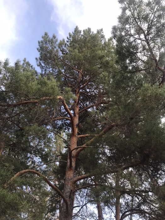 Сдам квартиру в голубом заливе