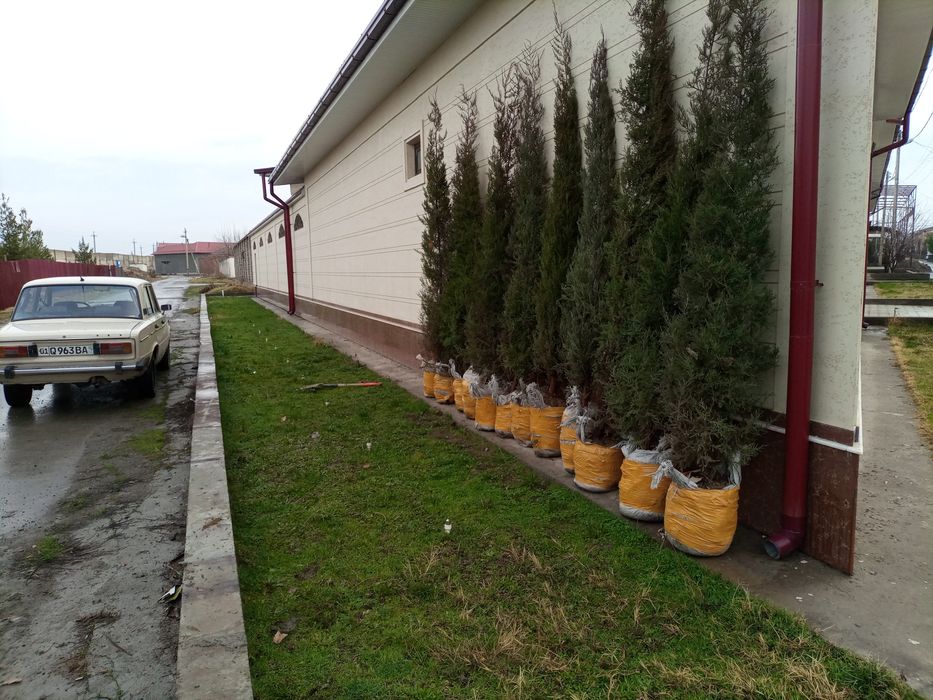 Gazon o'rish xizmati.