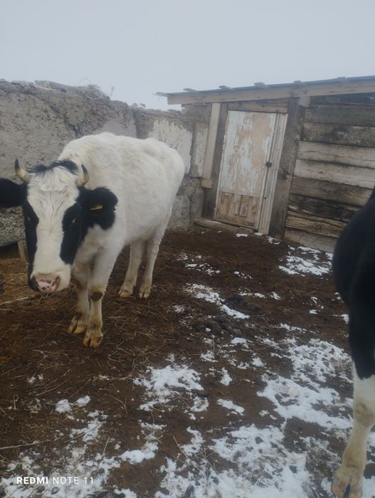 Коровы молочного  направления