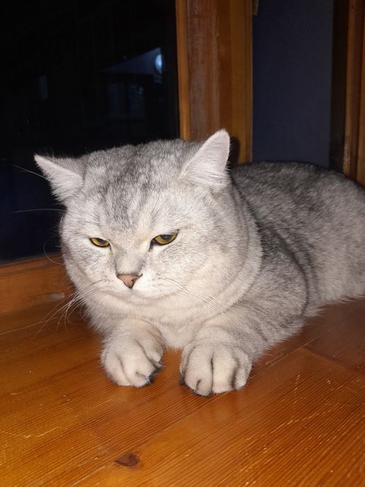 ВЯЗКА. Шотландская шиншилла приглашает кошек