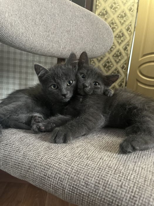 Отдадим котят в хорошие руки