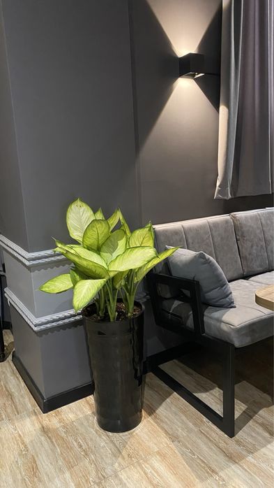 Офисные растения, Цветы офисные, Комнатные цвет, Офис гуллари