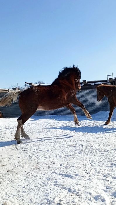 Продам бие породы першерон.