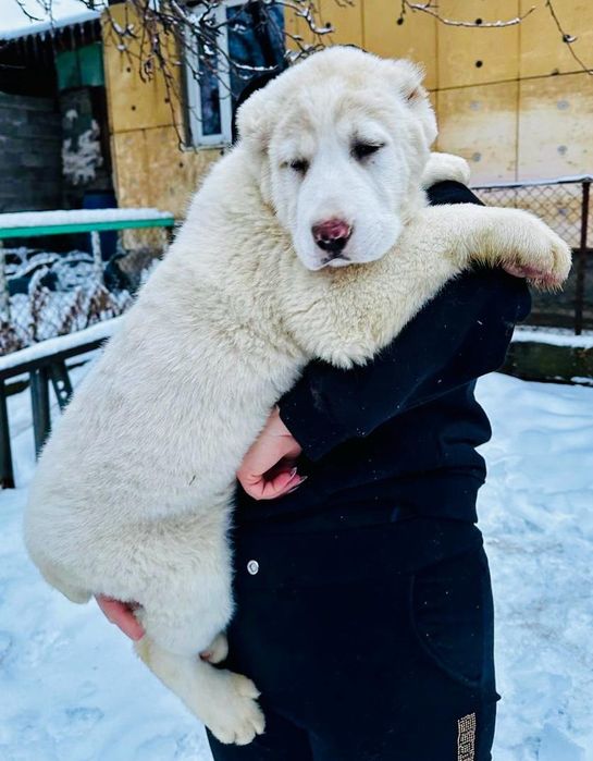 Шикарные кобели САО