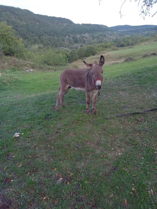Vând măgar de 2 ani 6 luni