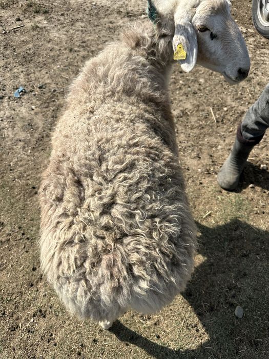 Саулыктар сатылады семыз