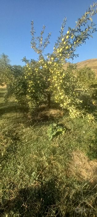 Olma sifati yaxshi narxini telda kelishamiz