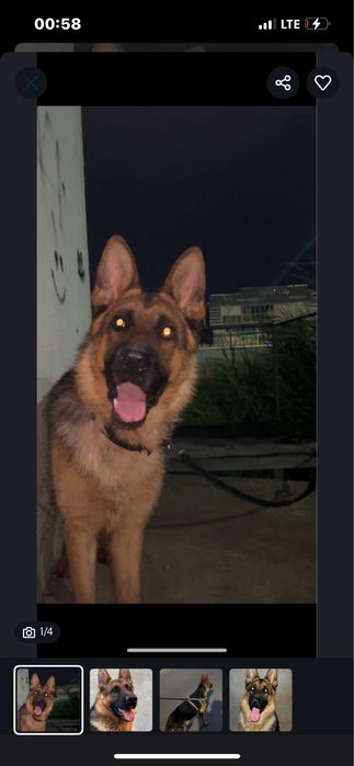 Немецкий овчарка чепрак вязка