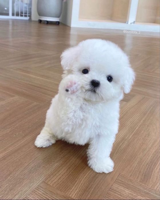 Caniche poodle pudel mini toy
