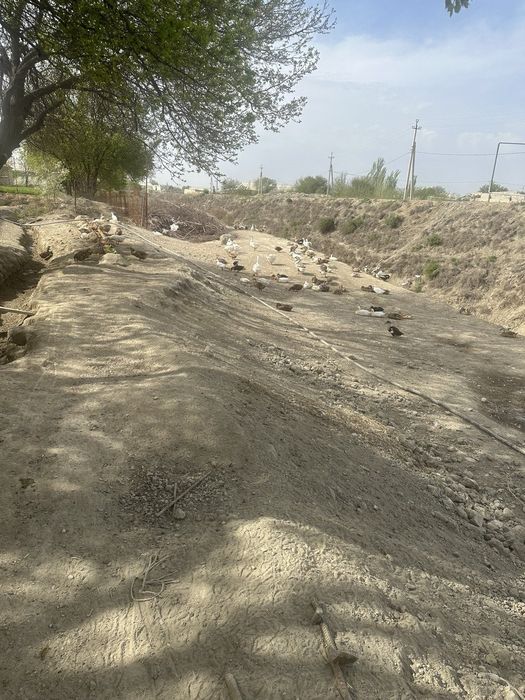 Urdak va g'oz tuxumlari sotiladi inkubator uchun xam bor