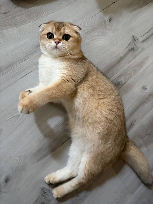 Mushukla sotiladi scottish fold va british shorthair