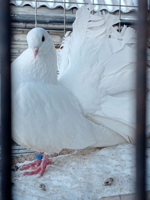 Голуби. павлины.