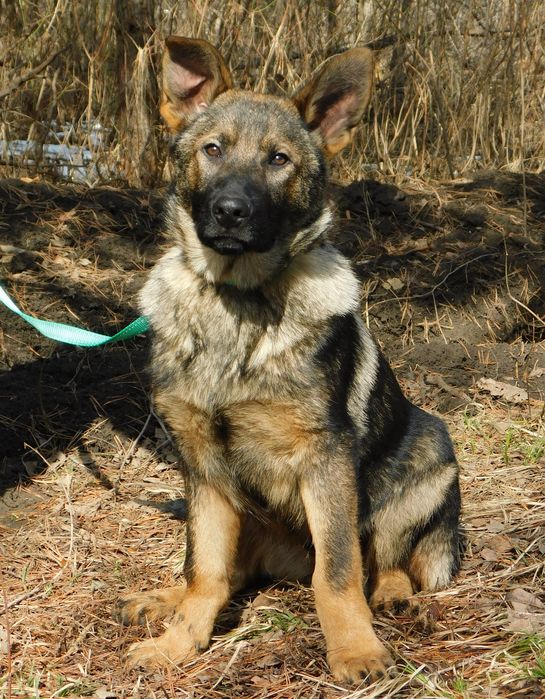 Щенок овчарки для пастбища