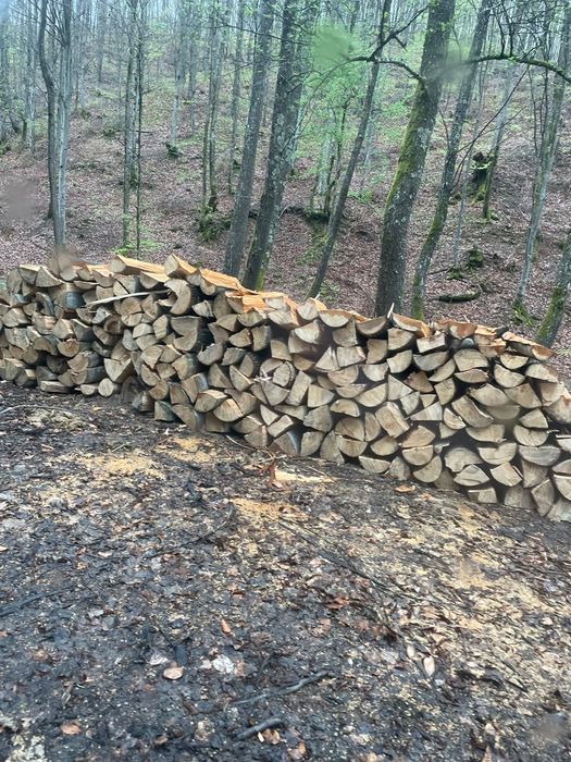 Lemne de foc calitate superioară Verzi/Uscate