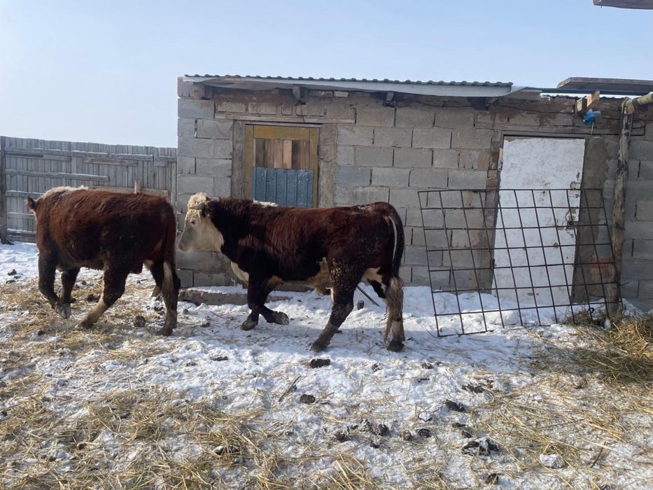 Продам бычков ак бас