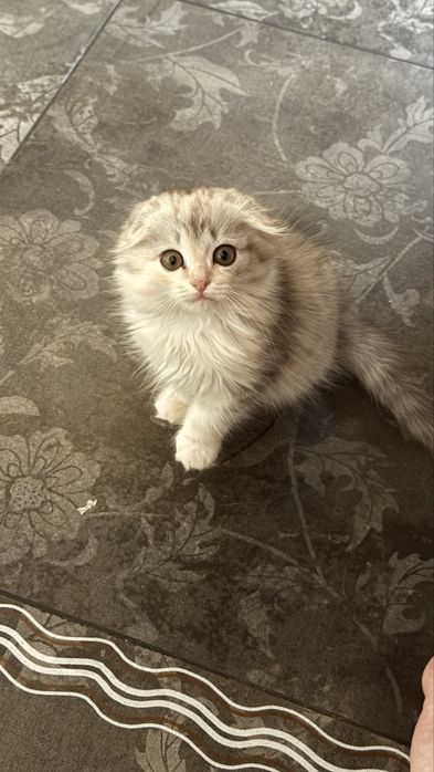 Котенок девочка вислоухая