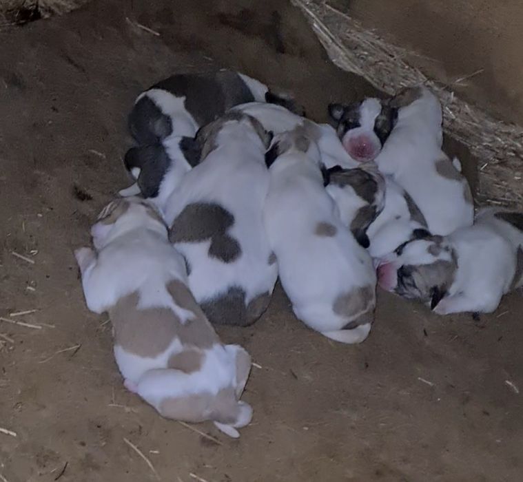 Продаю щенков Алабая(обмен)