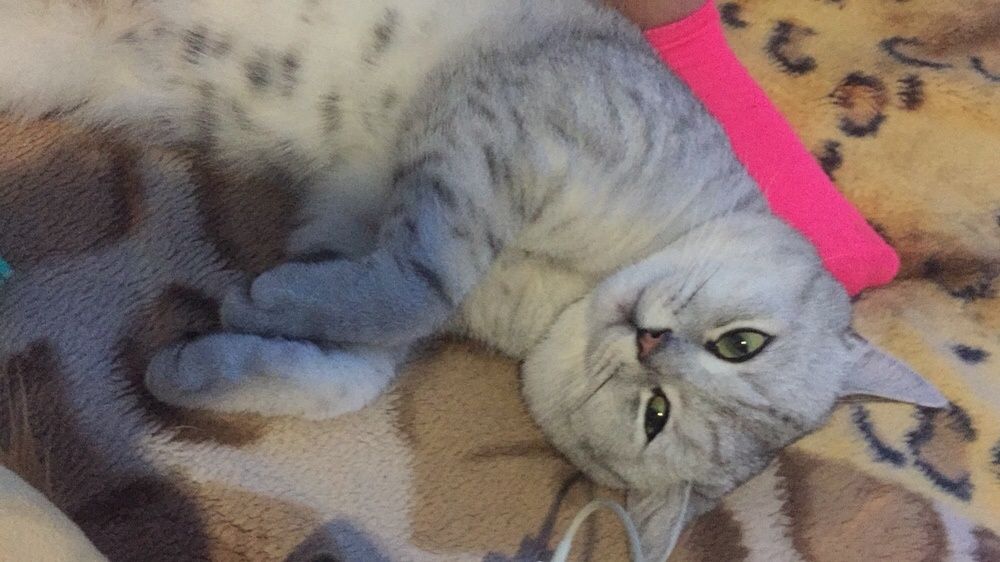 Кот на вязку британец