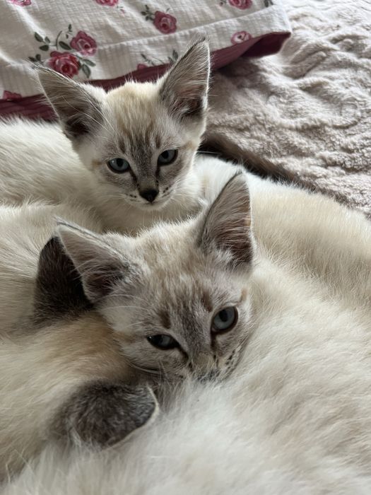 Отдвм котят срочно