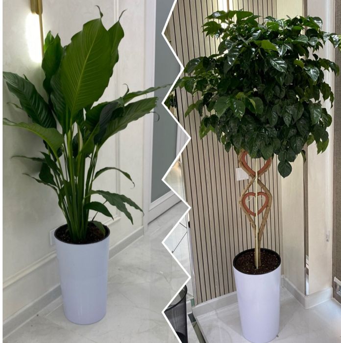 Гул офис живой искусственный Gul tuvek Dekorativniy