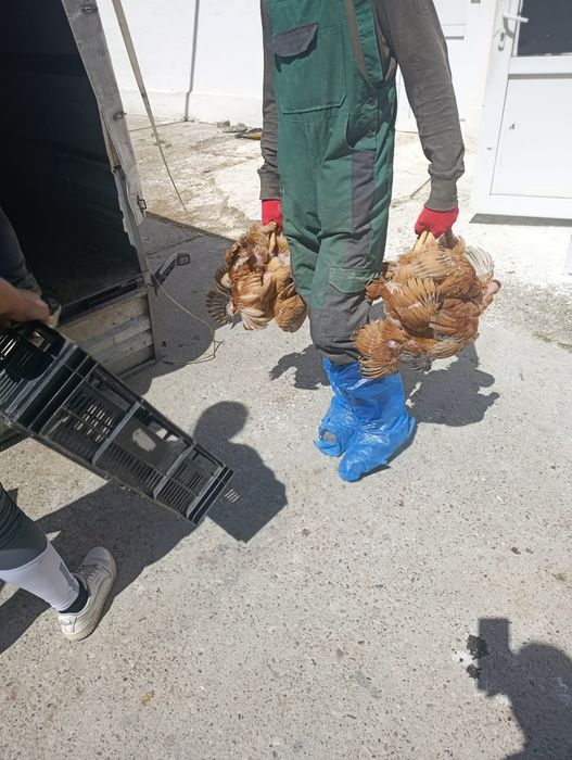 Ferma Piatra Neamț SRL